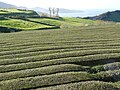 Teaplant in the atlantic on São Miguel, Acores. One of the rare plants in Europe.