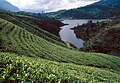 Tea plantation in Sri Lanka
