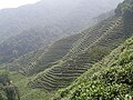 杭州的茶山