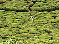 A tea plantation in India