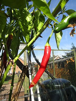 Cayennepeper aan een boom