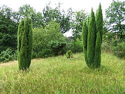 Twee jeneverbesbomen