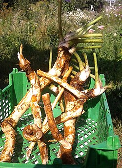 Net geoogste mierikswortel