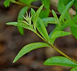 Bladeren van de citroenverbena