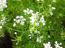 Bloeiwijze echte kervel