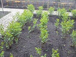 Aanplant van "zoethoutplanten"