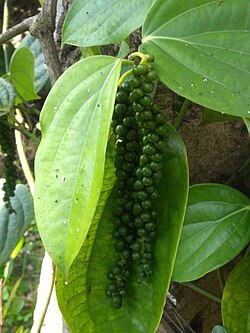 Groei van peperkorrels