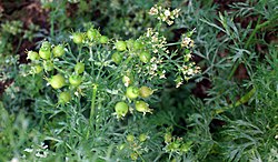 Korianderplanten met bolletjes