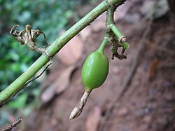 Vrucht van de kardemomplant (close-up)