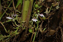 Vruchten en bloemen aan een kardemomplant
