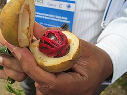 Het rood is de (ongedroogde) foelie