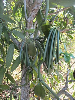 Groei van vanillestokjes aan de boom