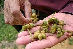 Versgeoogste steranijs