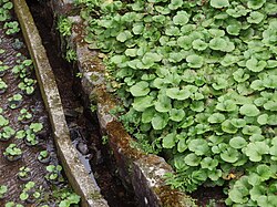 Wasabi-planten - close-up