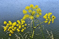 Engelwortel met gele bloemen