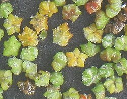 Melganzenvoet - vruchten