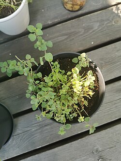 Oregano in een pot