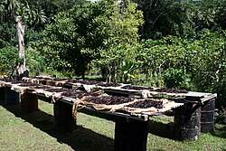 Vanillestokjes drogen in de zon