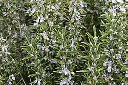 Bloeiende rozemarijn