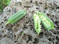 Verse sesamvruchten met sesamzaadjes
