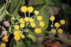 Bloemen van balsemwormkruid in close-up