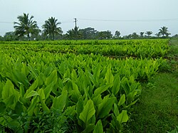 Veld met kurkumaplanten