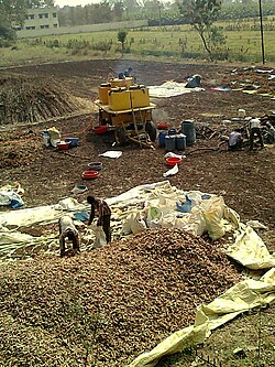 Preparatie na de oogst