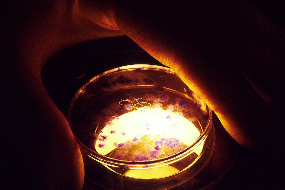 File:Petri dish.jpg