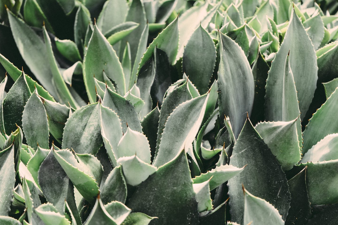large aloe vera plant