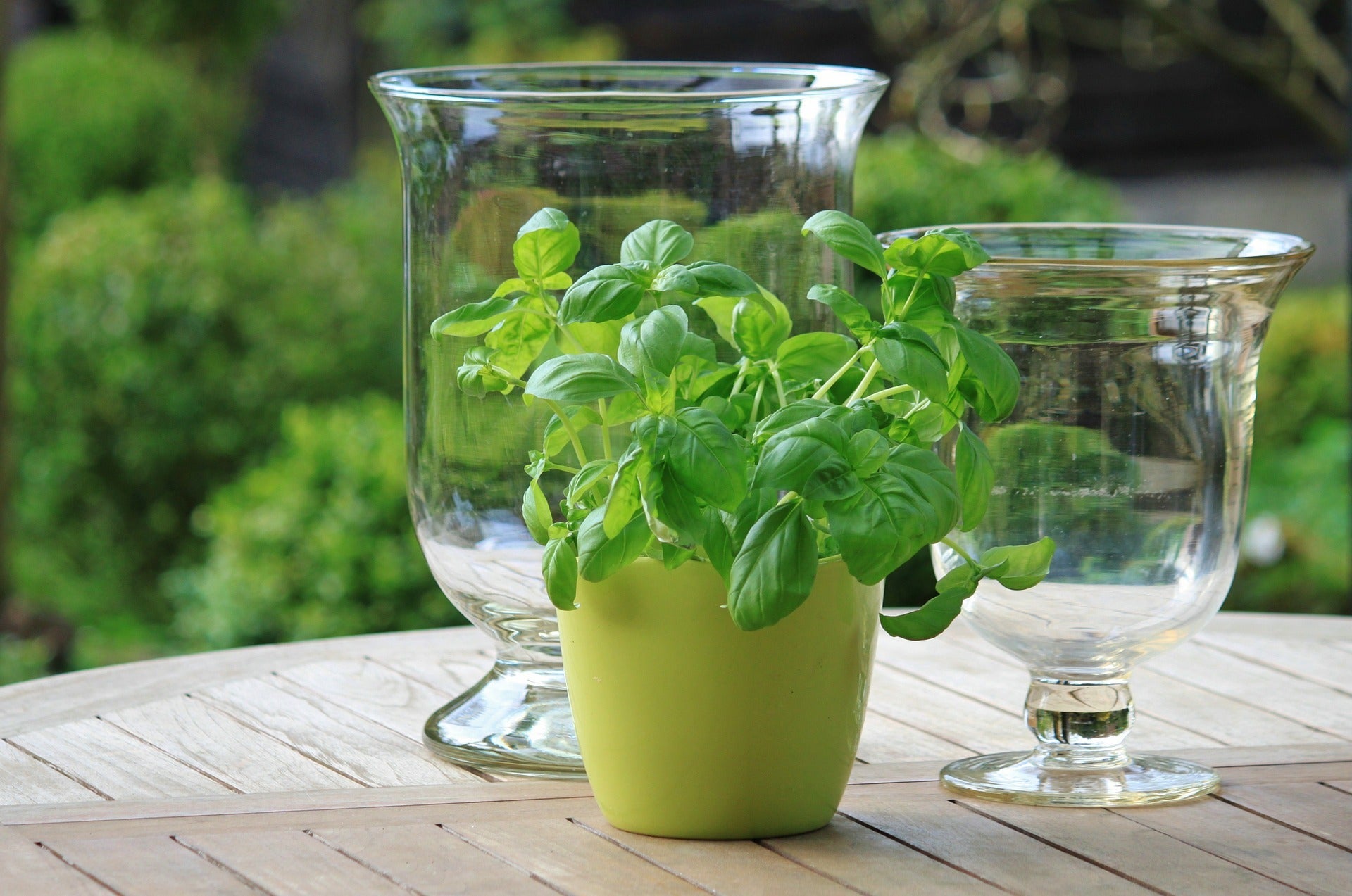 Herbs from the garden pack antioxidants into infused water