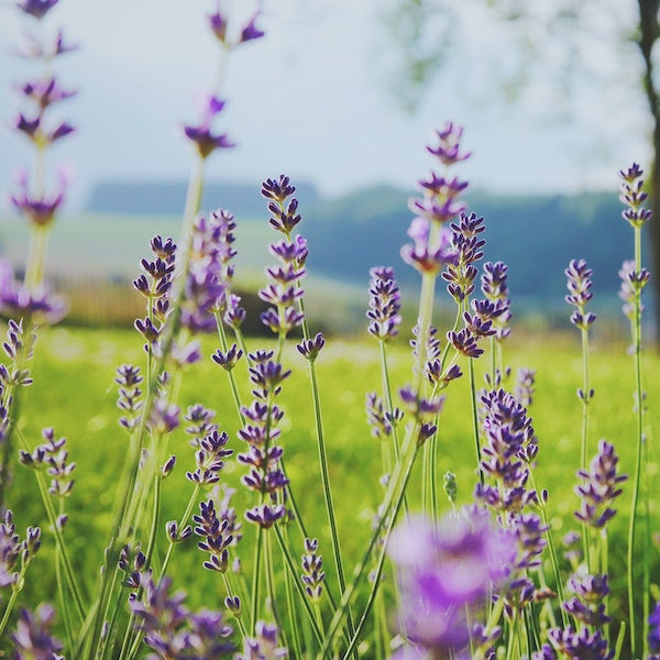 photography of purple flowers