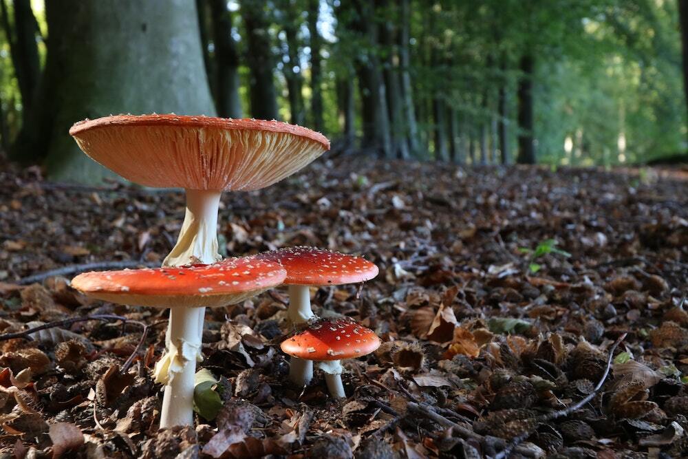 Wild mushrooms in a forest
